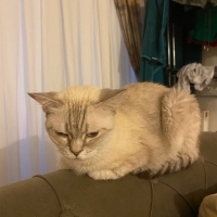 Sokağa atılmış bir güzellik