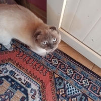 Blue Point evcil kedi