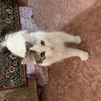 ÇAKIL ÖMÜ..
