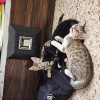 Üç kardeş..