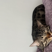 2 yaşında kısır erkek kedi