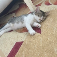 Tatlı yav..