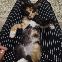 Cok acil yuva arıyoruz
