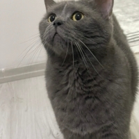 🐱 Oscar..