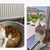 Kısırlaşt..