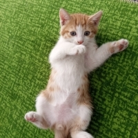 Cana çok..
