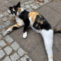 3 bacaklı..