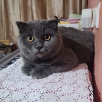 Tatlı bir..