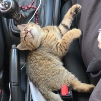 Mio dişi kedi sahiplendirme