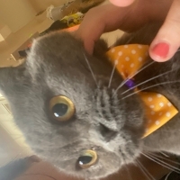 Mişa yeni..