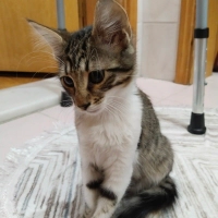 3 aylık dişi yavru kedi