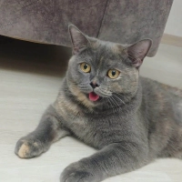 Çok sakin uysal bir kedi