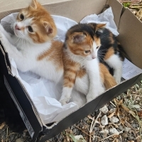 Acil yuva aranıyor