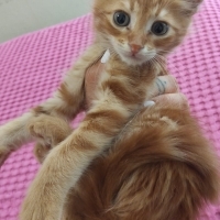 1.5 aylık..