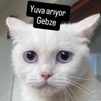 Peri için..