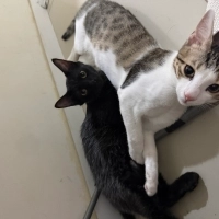 Kedi sahi..