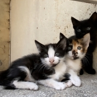 Kardeşler..