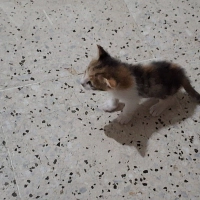3 haftalı..