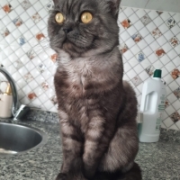 Luna ya a..