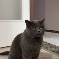 Hüzünlü çakimiz