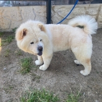 Köpeğimi ücretsiz sahiplendirmek istiyorum