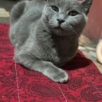 Oyuncu il..