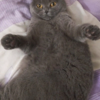 Kucağa ge..