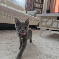 Yuumi yuv..