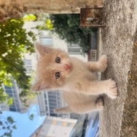 Minik kardesler