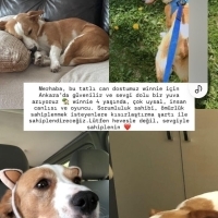 Çok tatli sadık evcimen şefkate ihtiyacı var depremzede köpegi