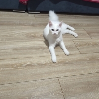 Çocukları..