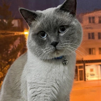 Sevecen k..
