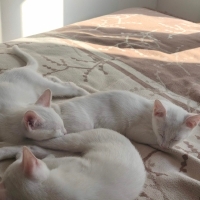 Pamuk Gibi Bembeyaz Minik Prenses Yuva Arıyor 🐾