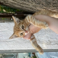Minik sar..