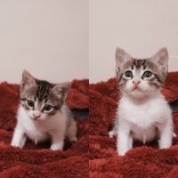 Merhaba şimdilik adım mahmut :)