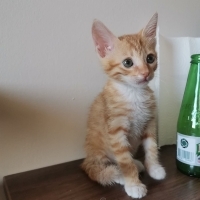 Kutuda Terkedilen Yavruya Acil Yuva