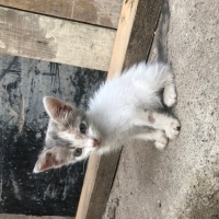 3 kardeş için acil yuva veya bahçe
