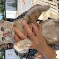 Kedi çete..