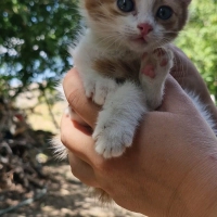 Minik Dos..