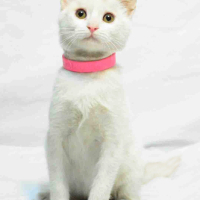 0534 216 08 72 İSTANBUL/ ANKARA KEDİSİ CİNSİ İLK AŞILI 3 AYLIK KIZIM MAYA