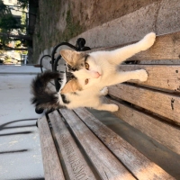 Ömürlük y..