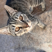 🐾 Bu güz..