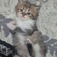 Kedi sahi..