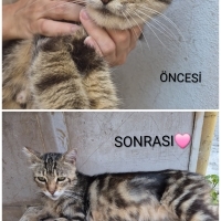 Lütfen aç..