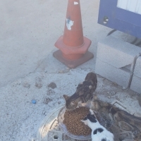 Bu canlar..