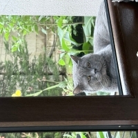 sokağa at..