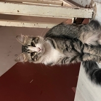 🐾 ÖMÜRLÜ..