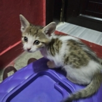 Çok tatlı..