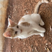 Minik yav..