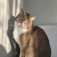 🐾 YUVA ARAYAN ANNE KEDİ VE YAVRULARI 🐾